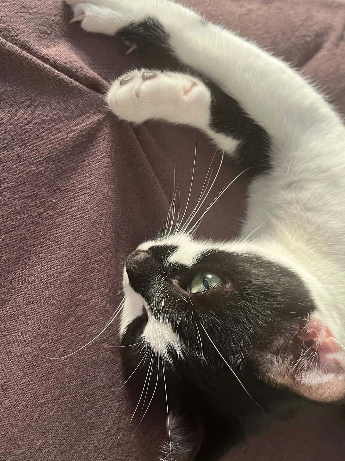 Adoption Juliette