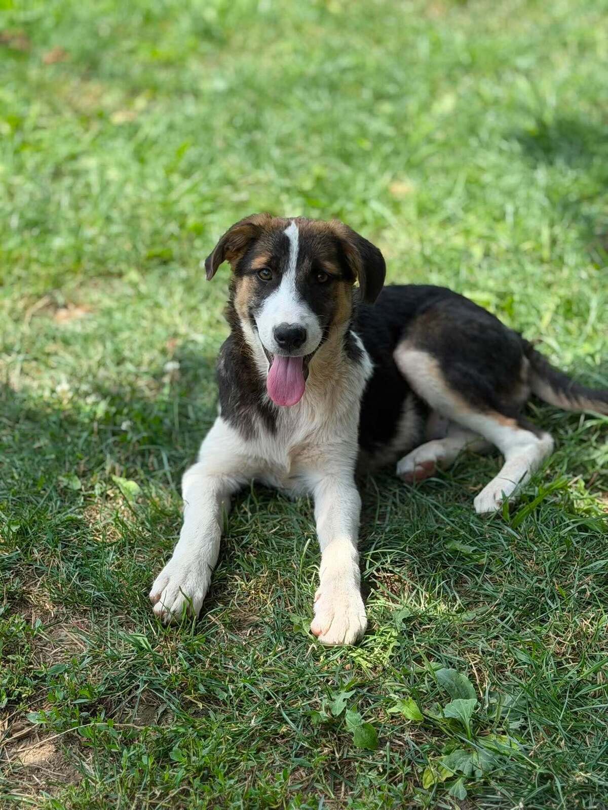 Adoption CAMELIA