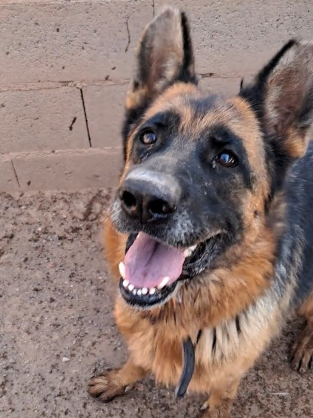 Adoption Chiruca