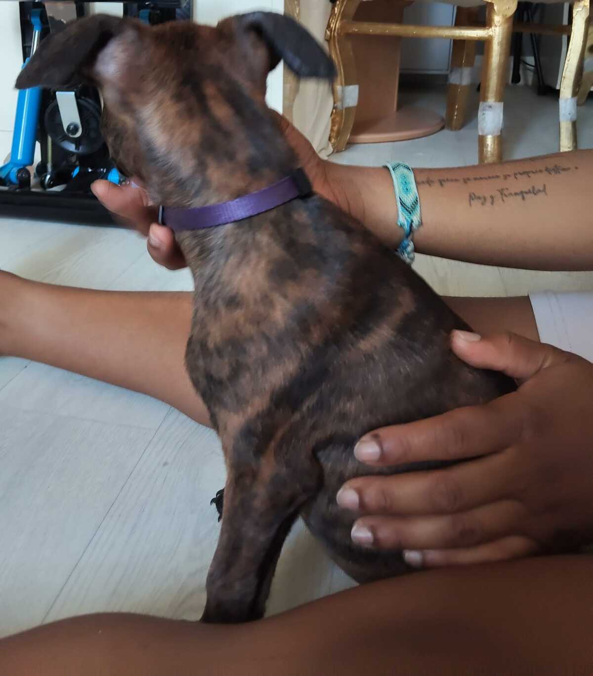Adoption Stormy 