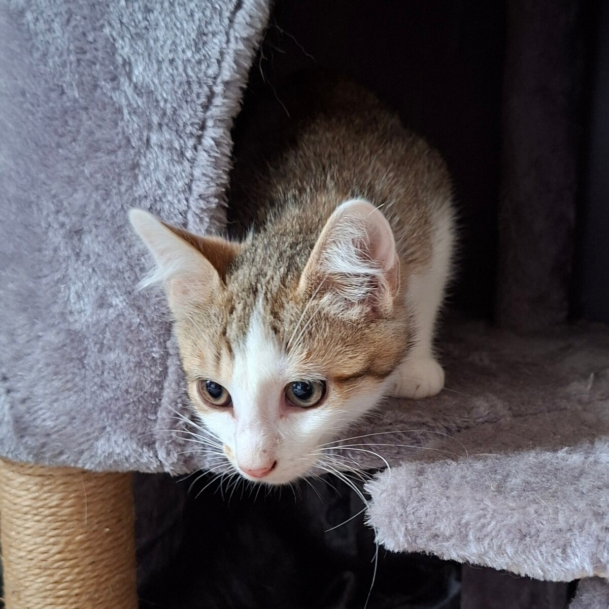 Adoption Bouzouk