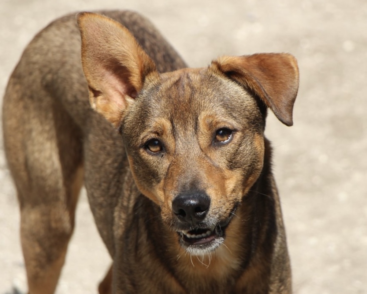 Adoption Luniz