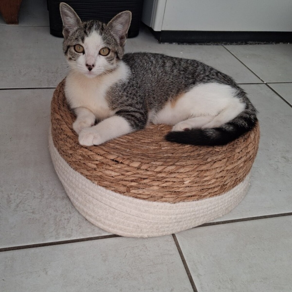 Adoption BELETTE