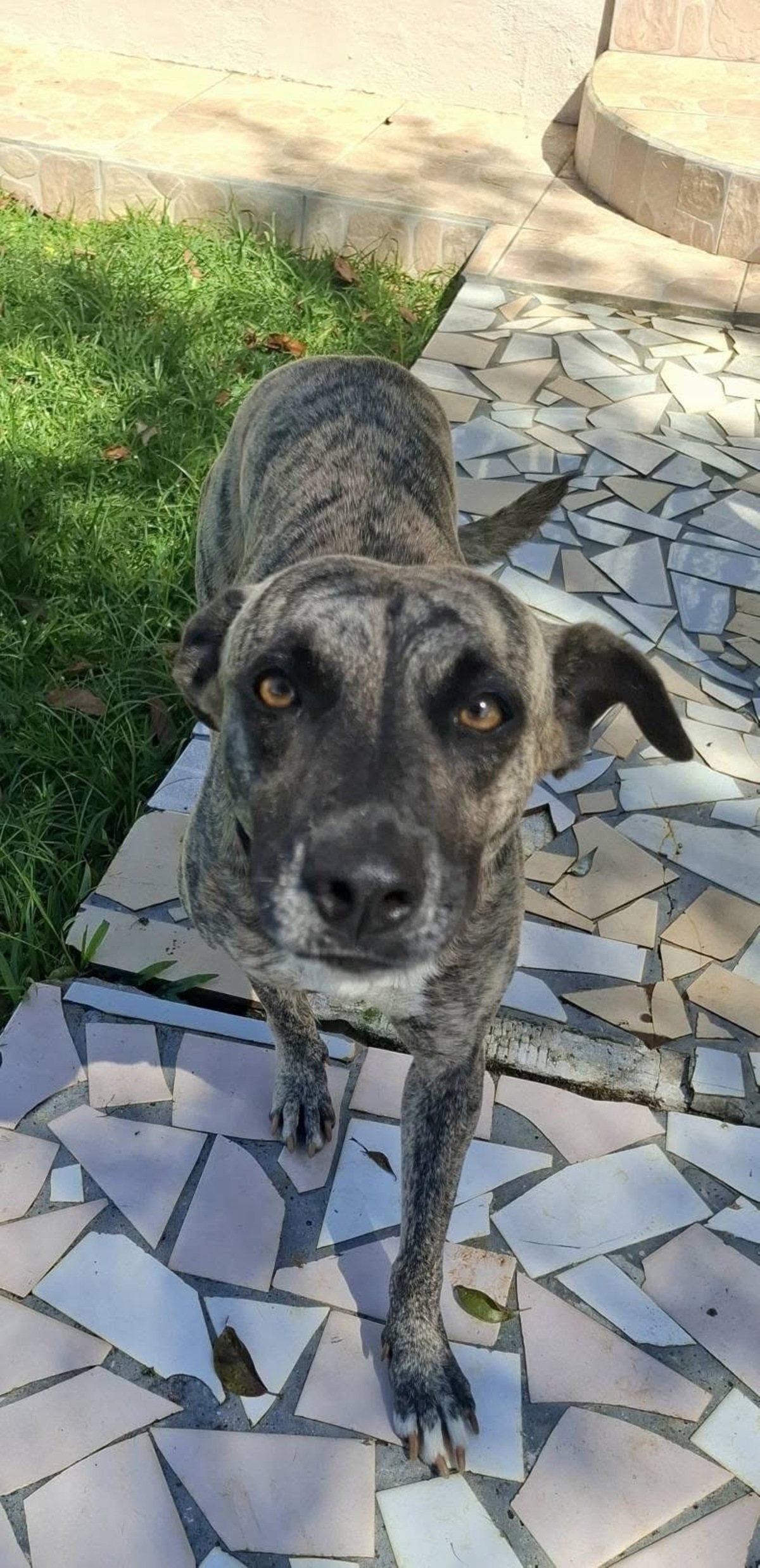 Adoption Donna
