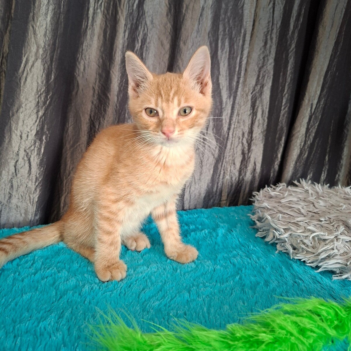 Adoption Bebop