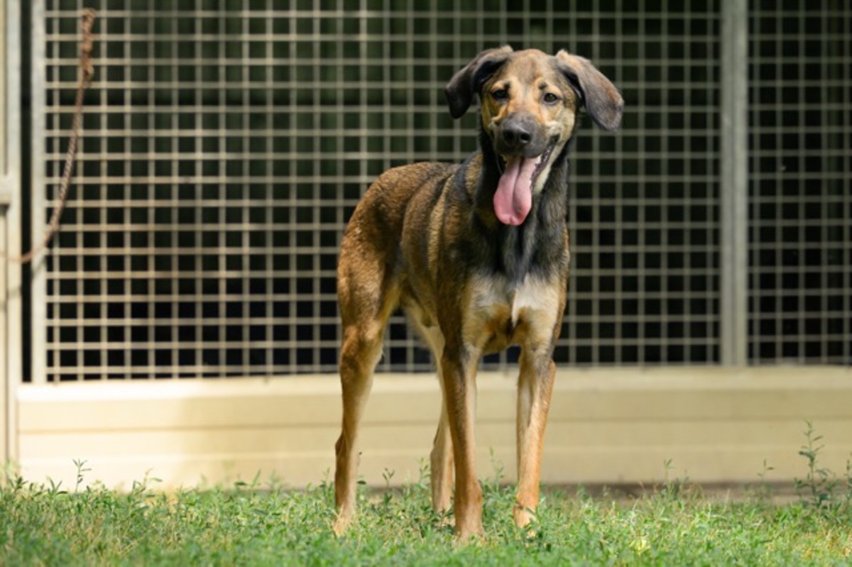 Adoption DARKO