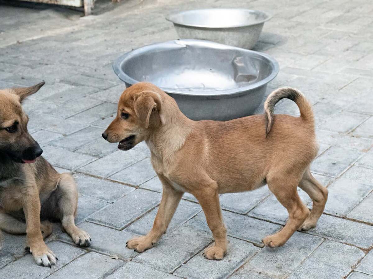 Adoption Ivo