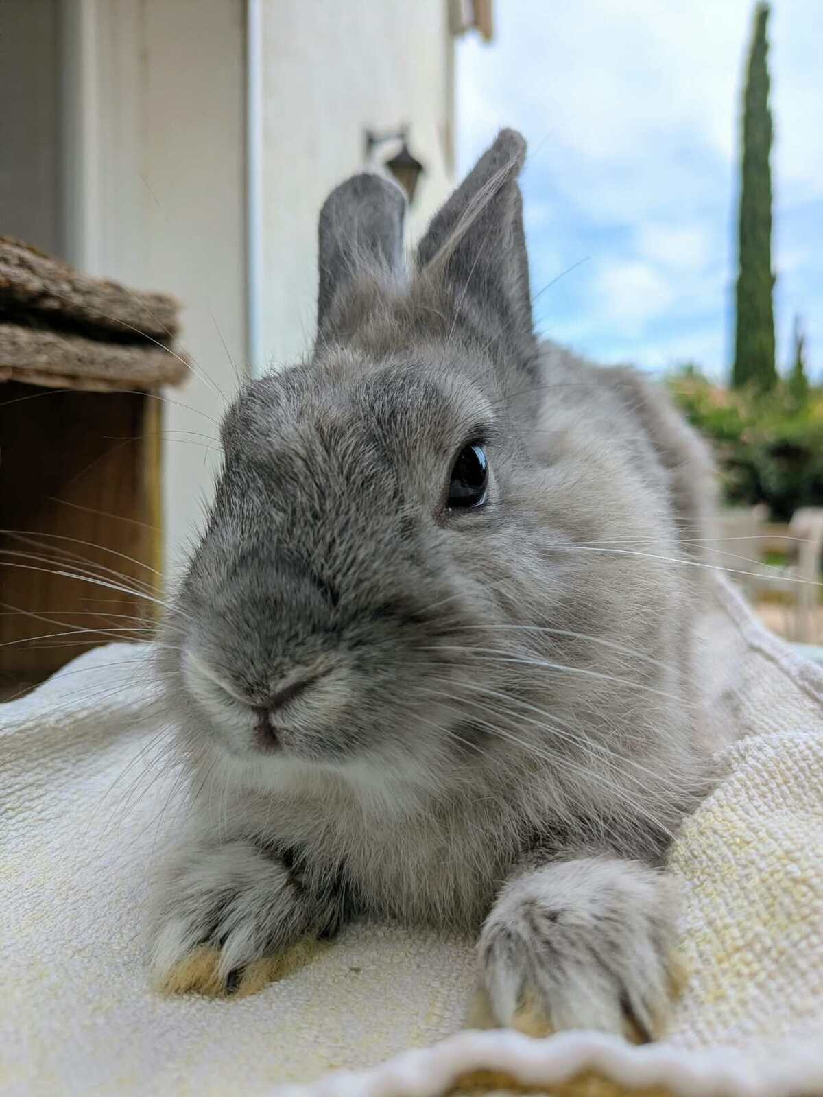 Adoption Tedddy