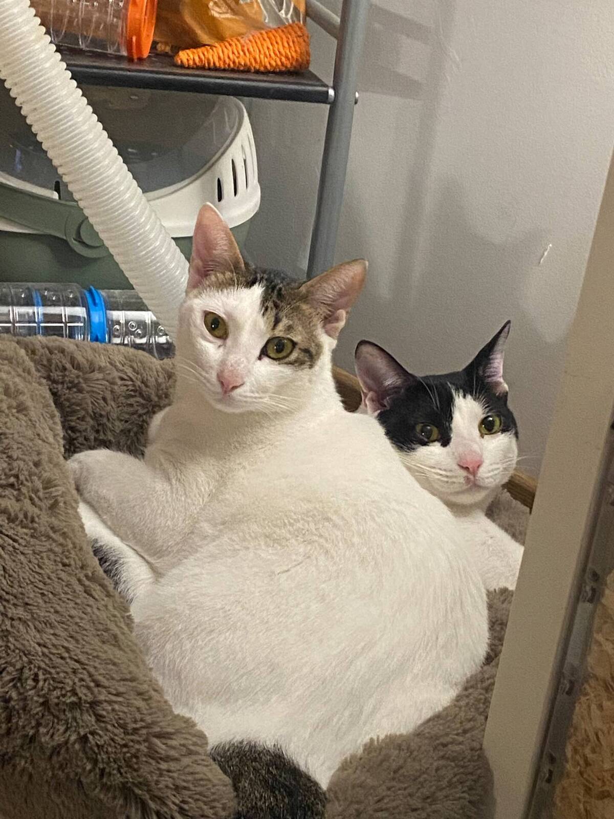 Adoption Elvis et Muxu