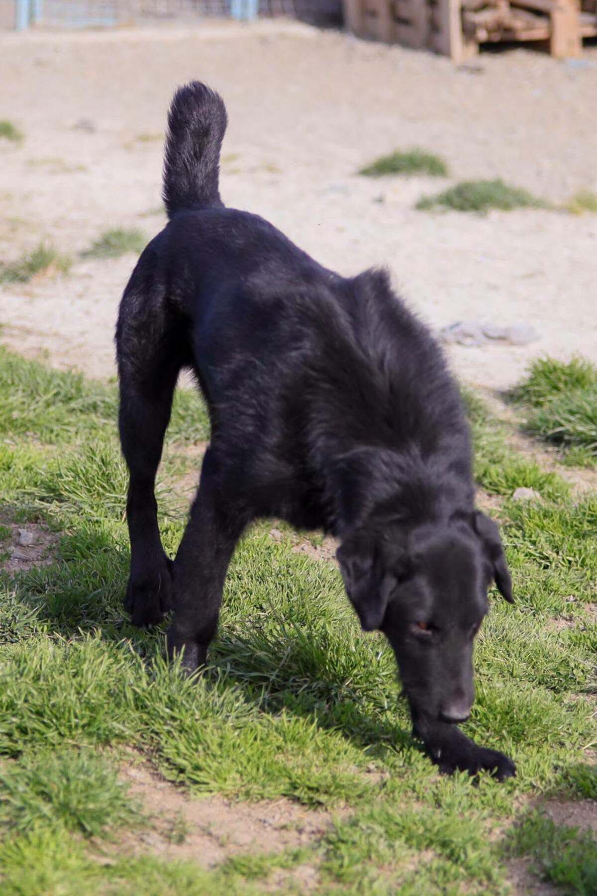Adoption BRUNO