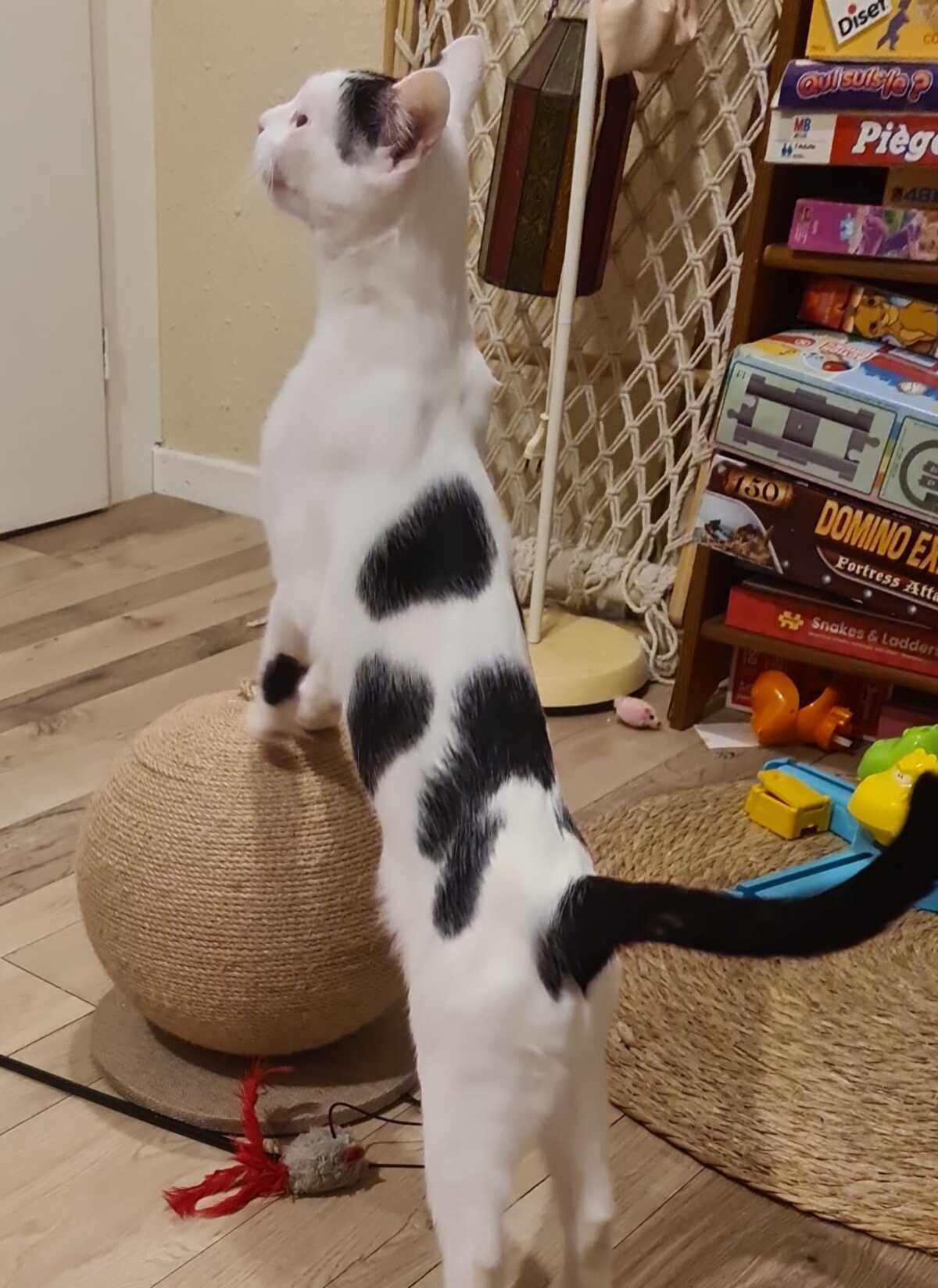 Adoption Hubble