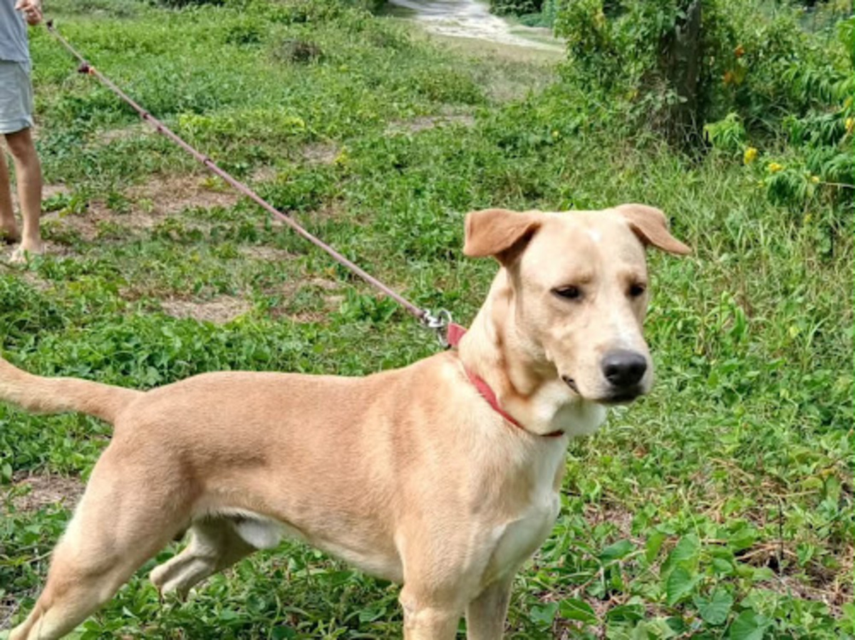Adoption Kiko