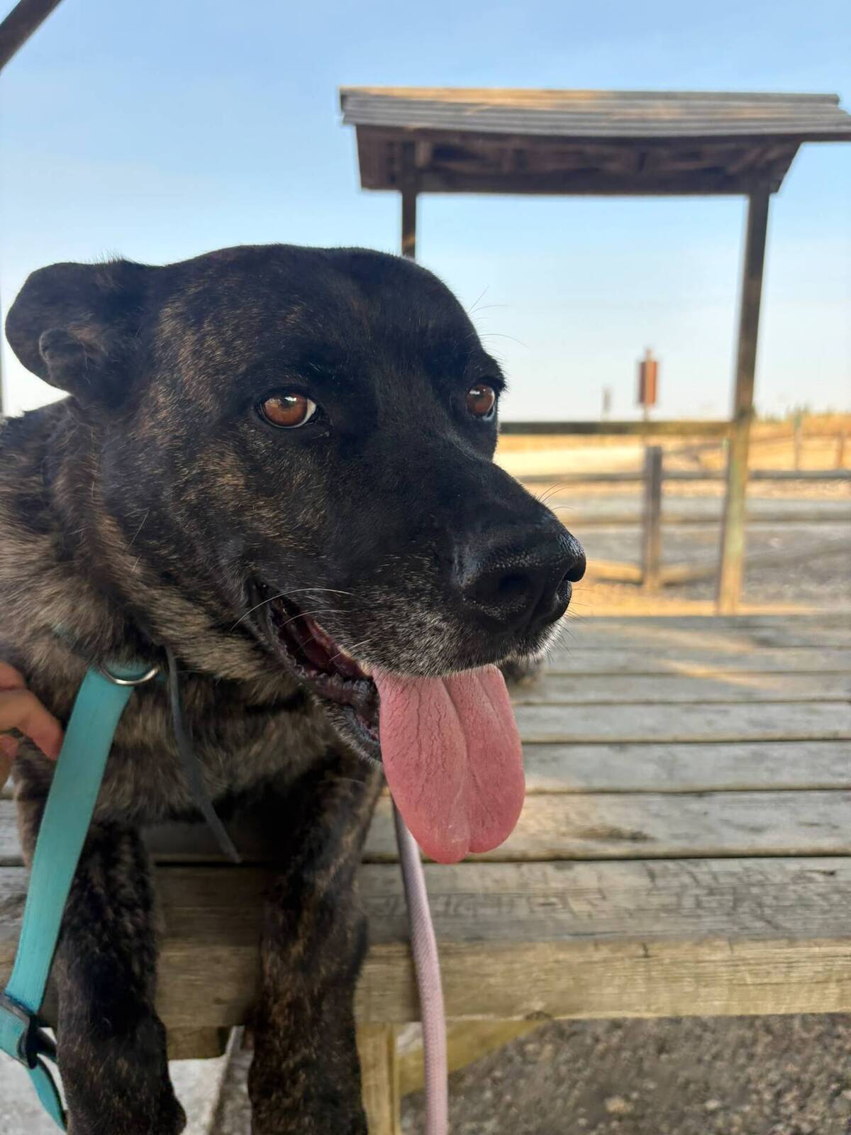 Adoption Ana