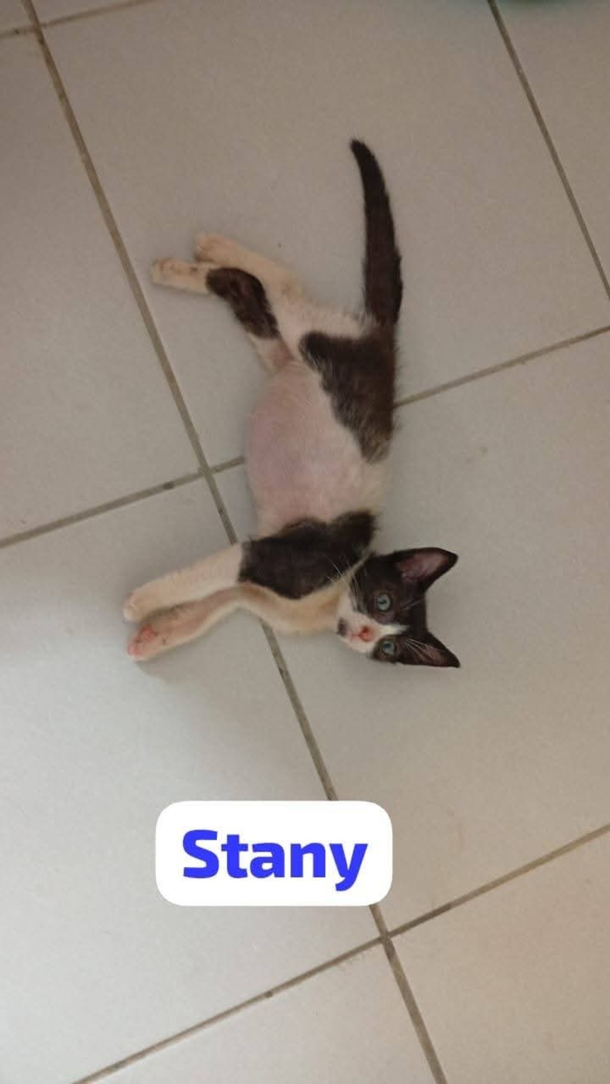 Adoption Stany