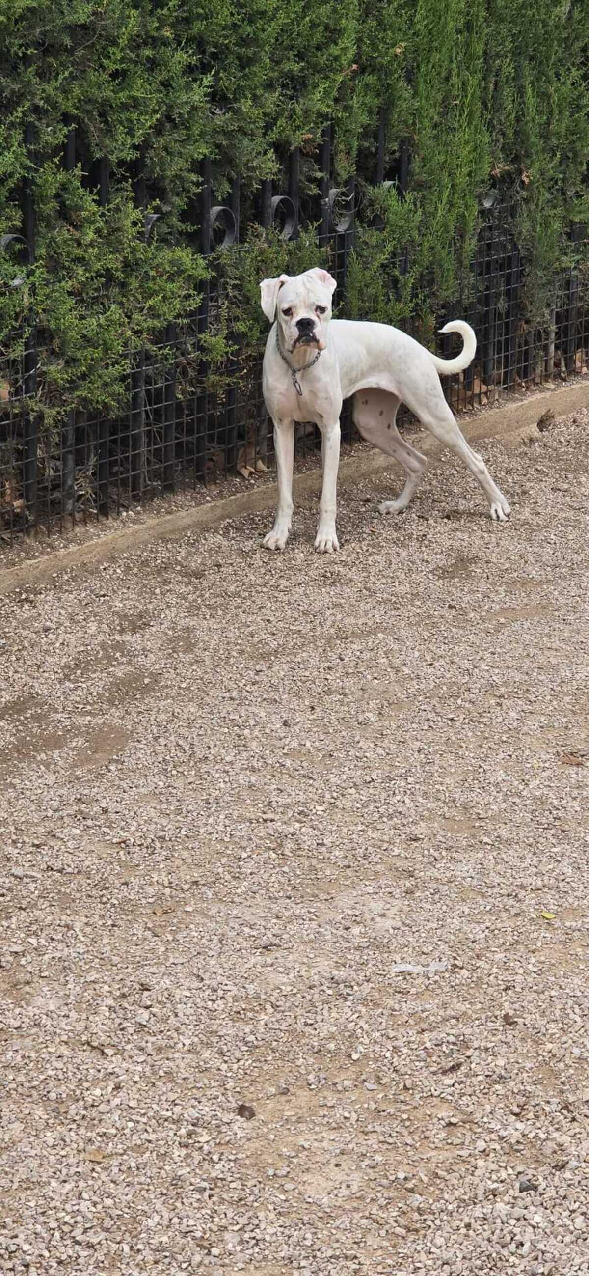 Adoption Yaki
