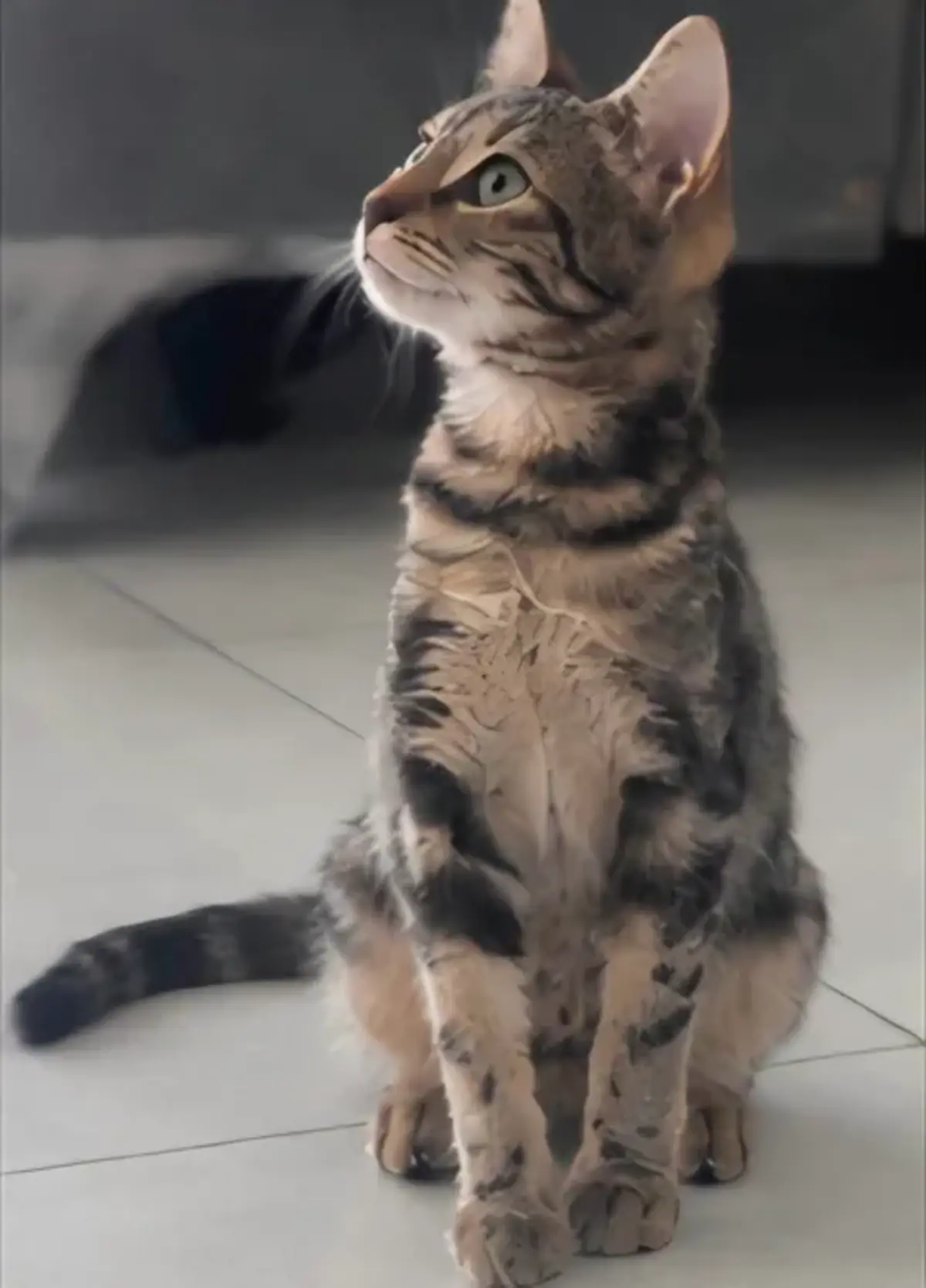 Adoption Romy