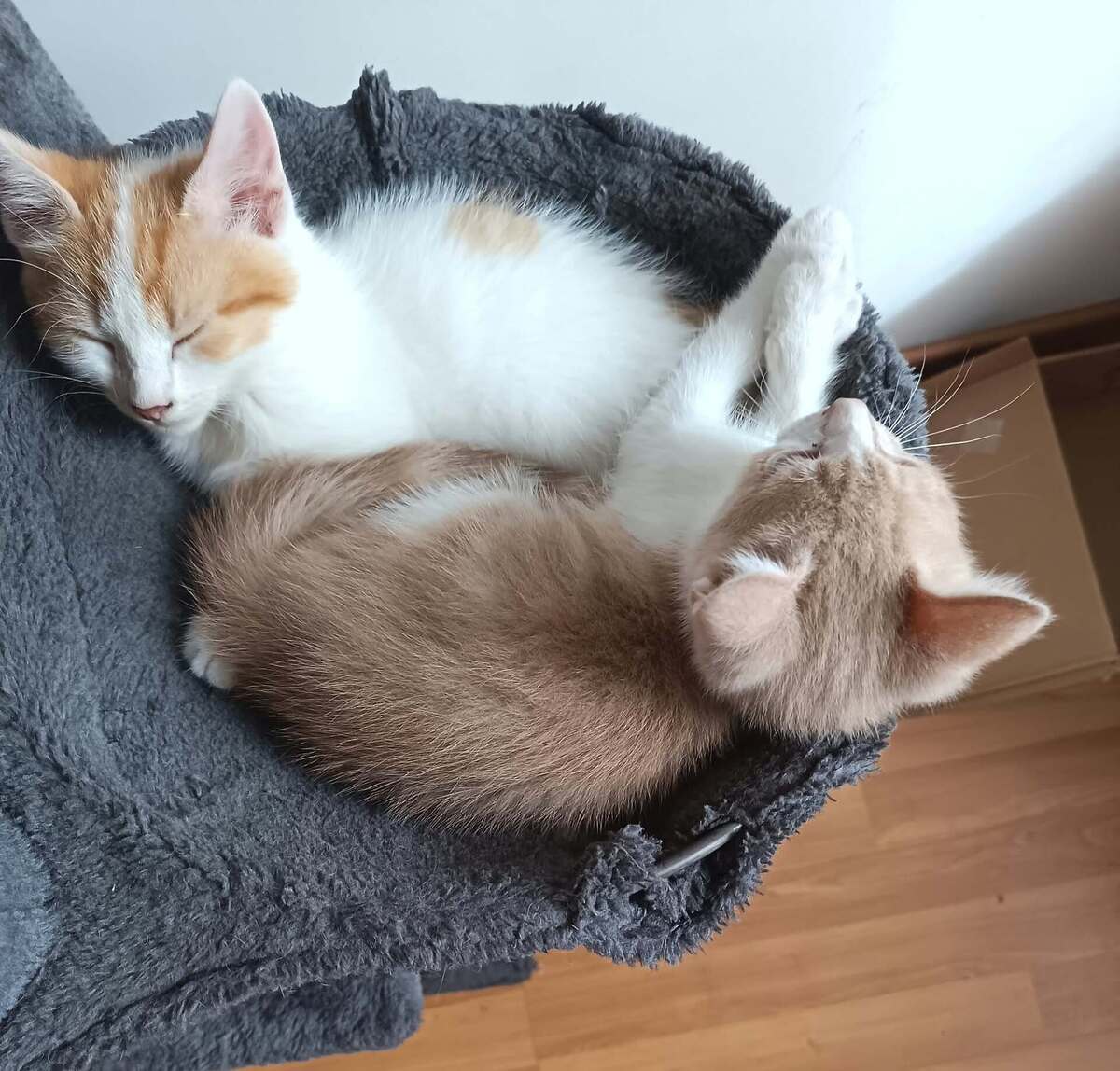 Adoption Héros