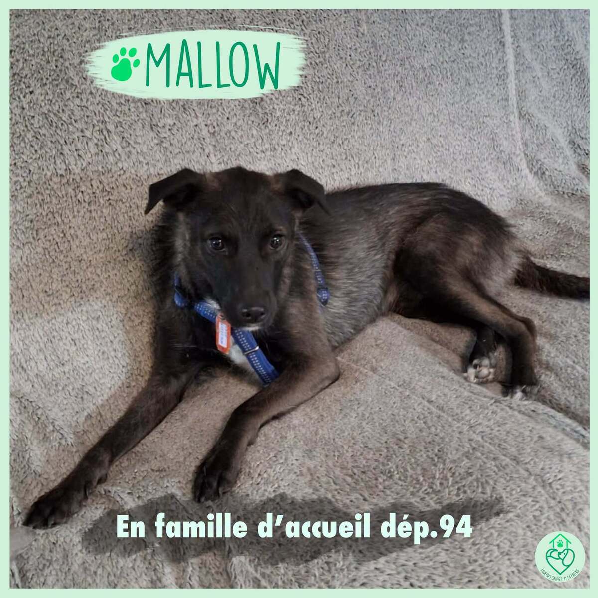 Adoption Mallow
