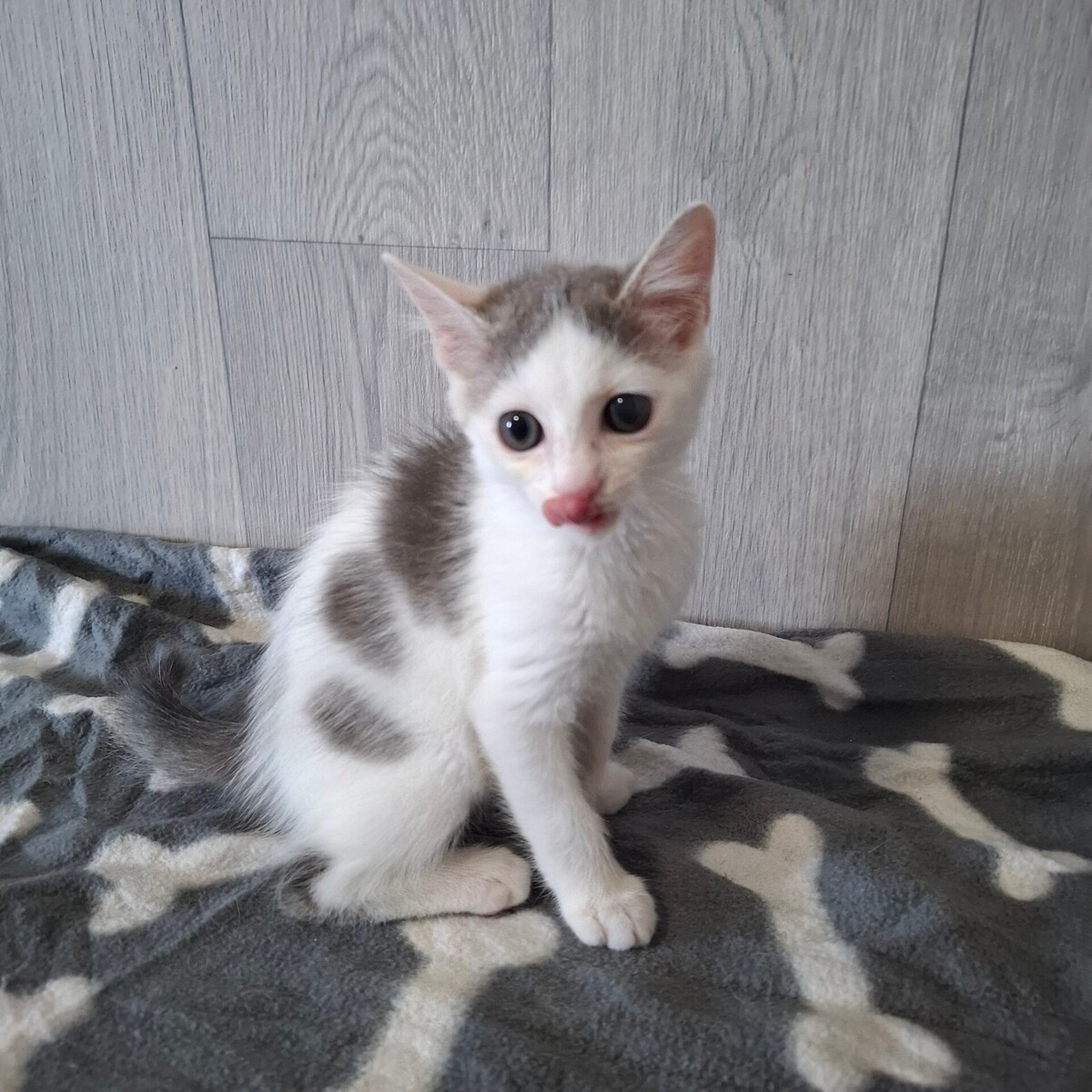Adoption BRAILLOU