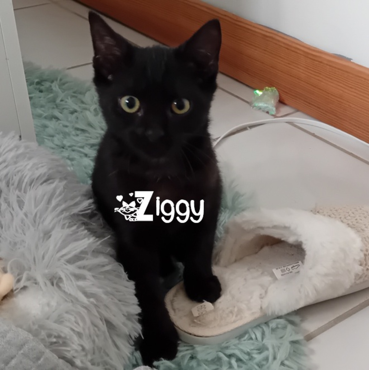 Adoption Ziggy