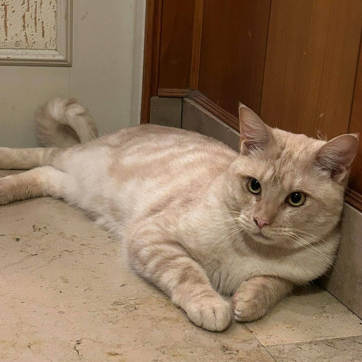 Adoption Wink