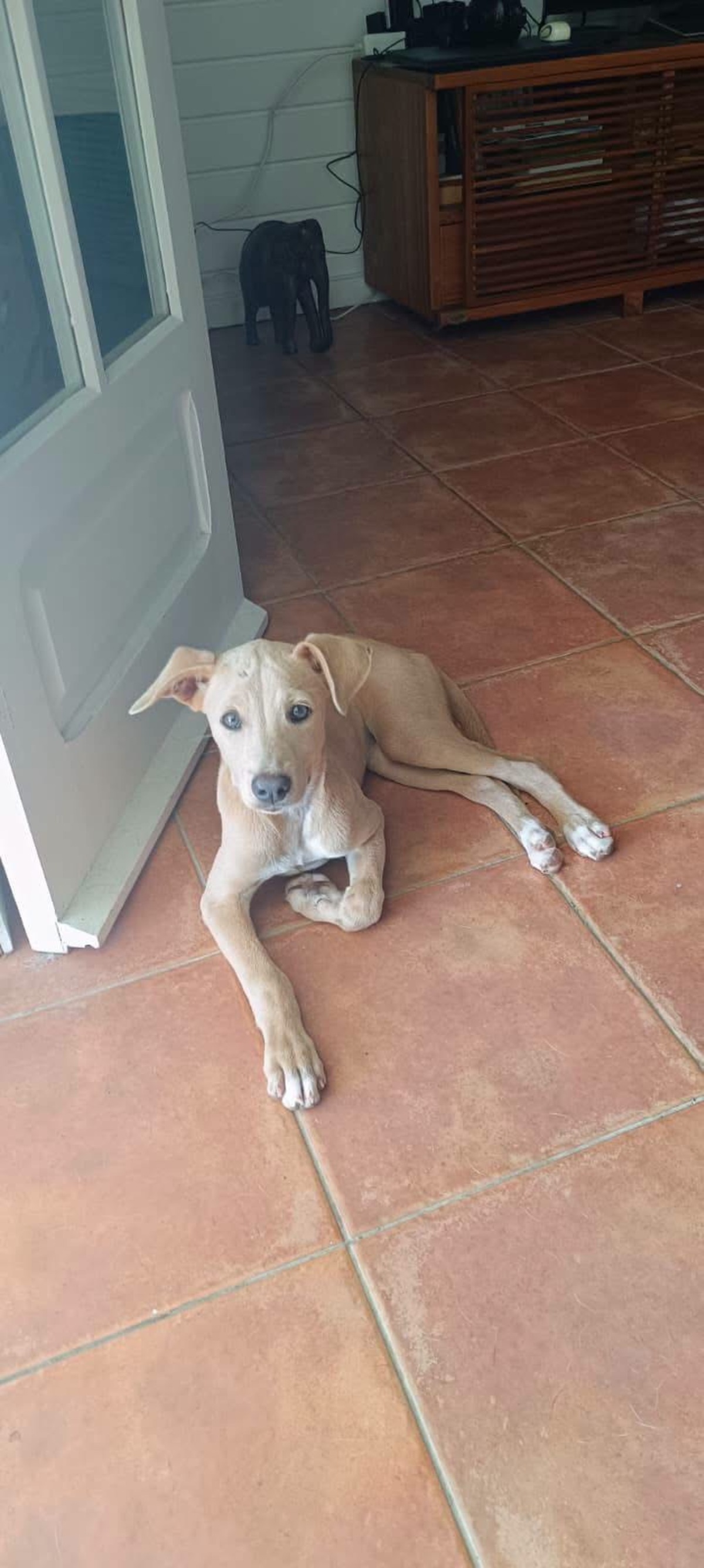 Adoption Mika