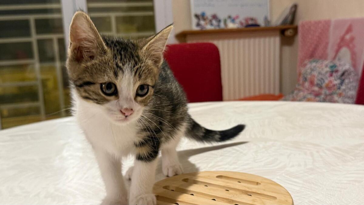 Adoption Romane