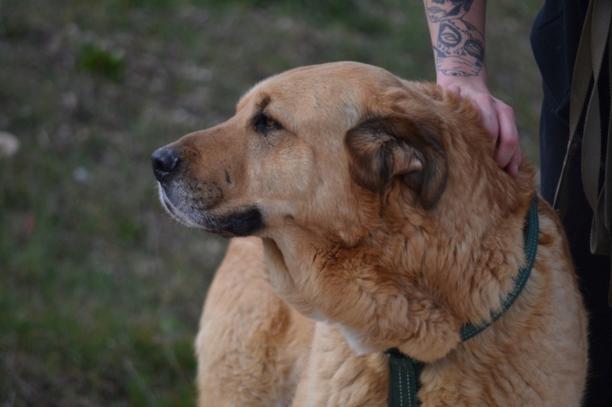 Adoption TAO