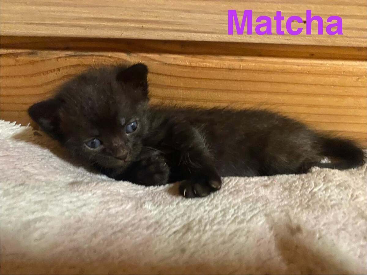 Adoption Matcha