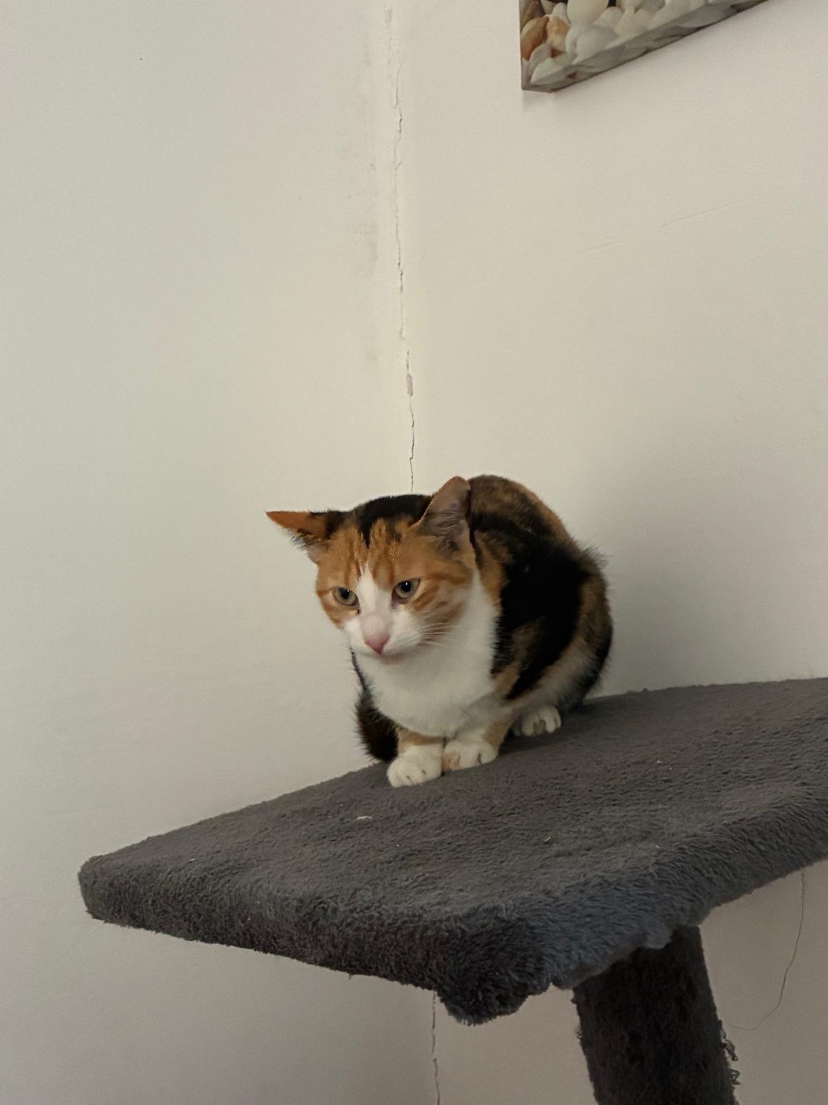 Adoption Calico