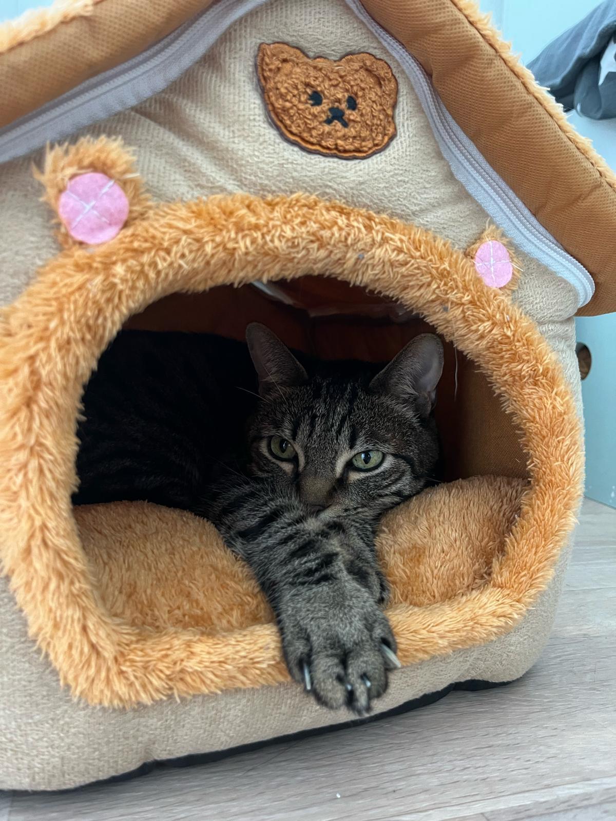 Adoption Leon