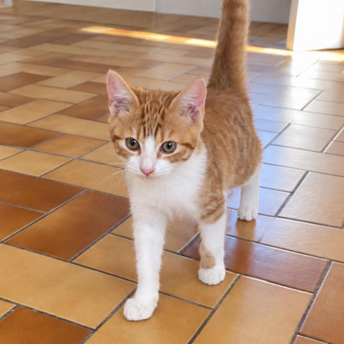 Adoption Bibou