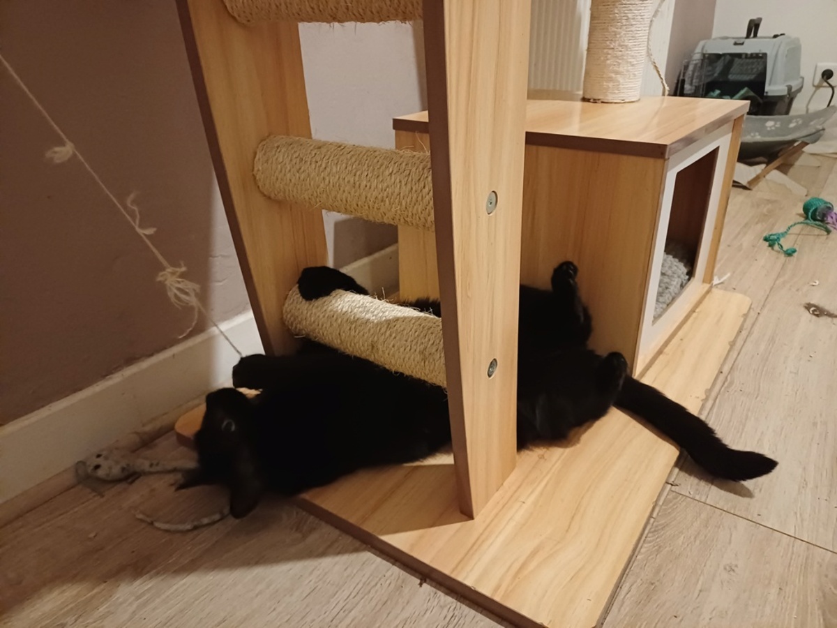 Adoption Mysticat