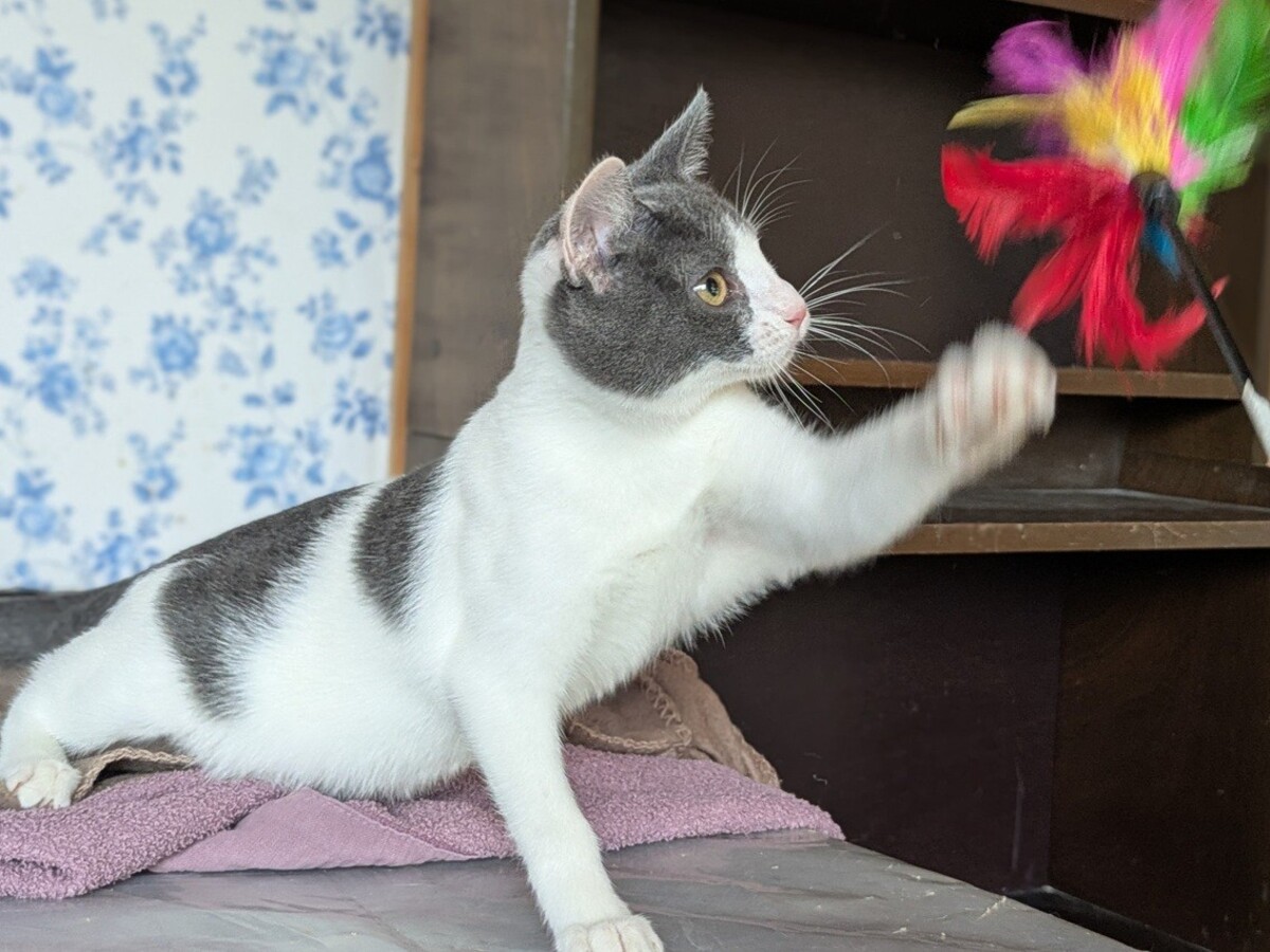 Adoption BETTINA