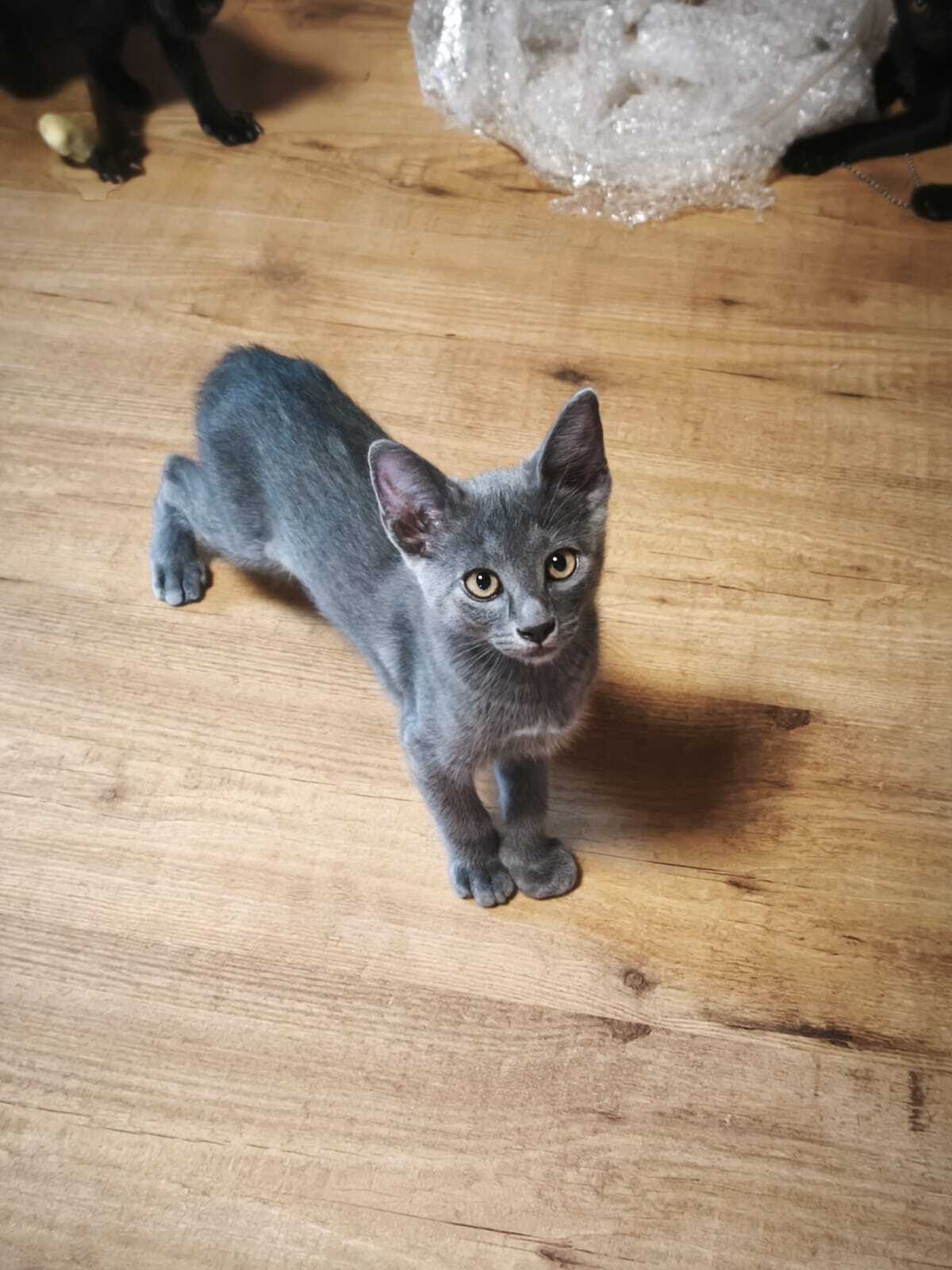 Adoption Tirsa