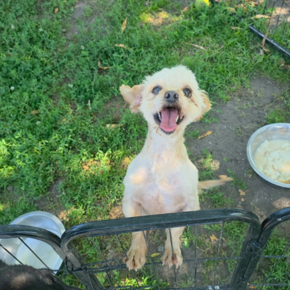 Adoption FIGO