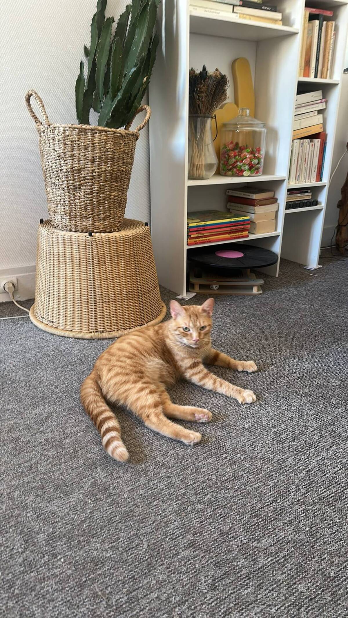 Adoption Lola