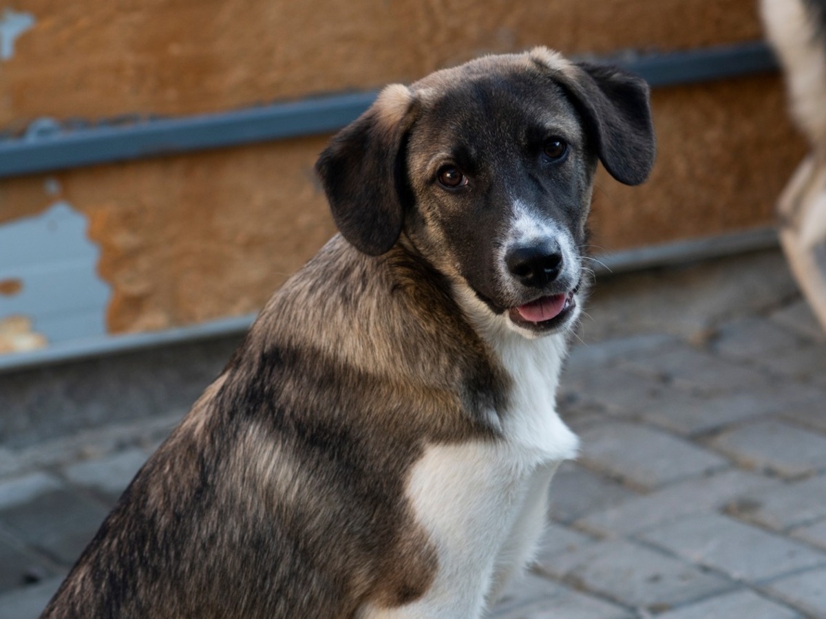 Adoption Hipo
