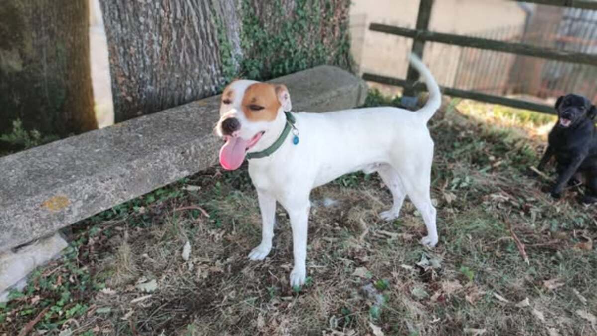 Adoption Tcheky