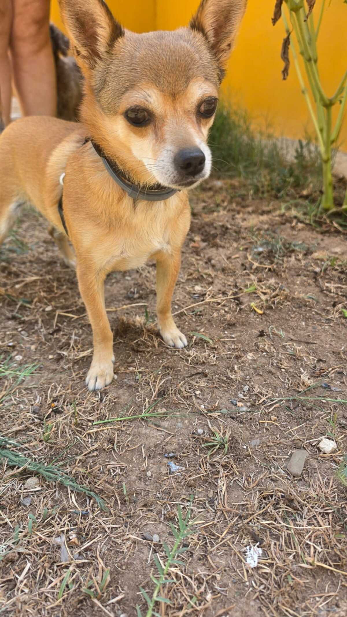 Adoption Ziro