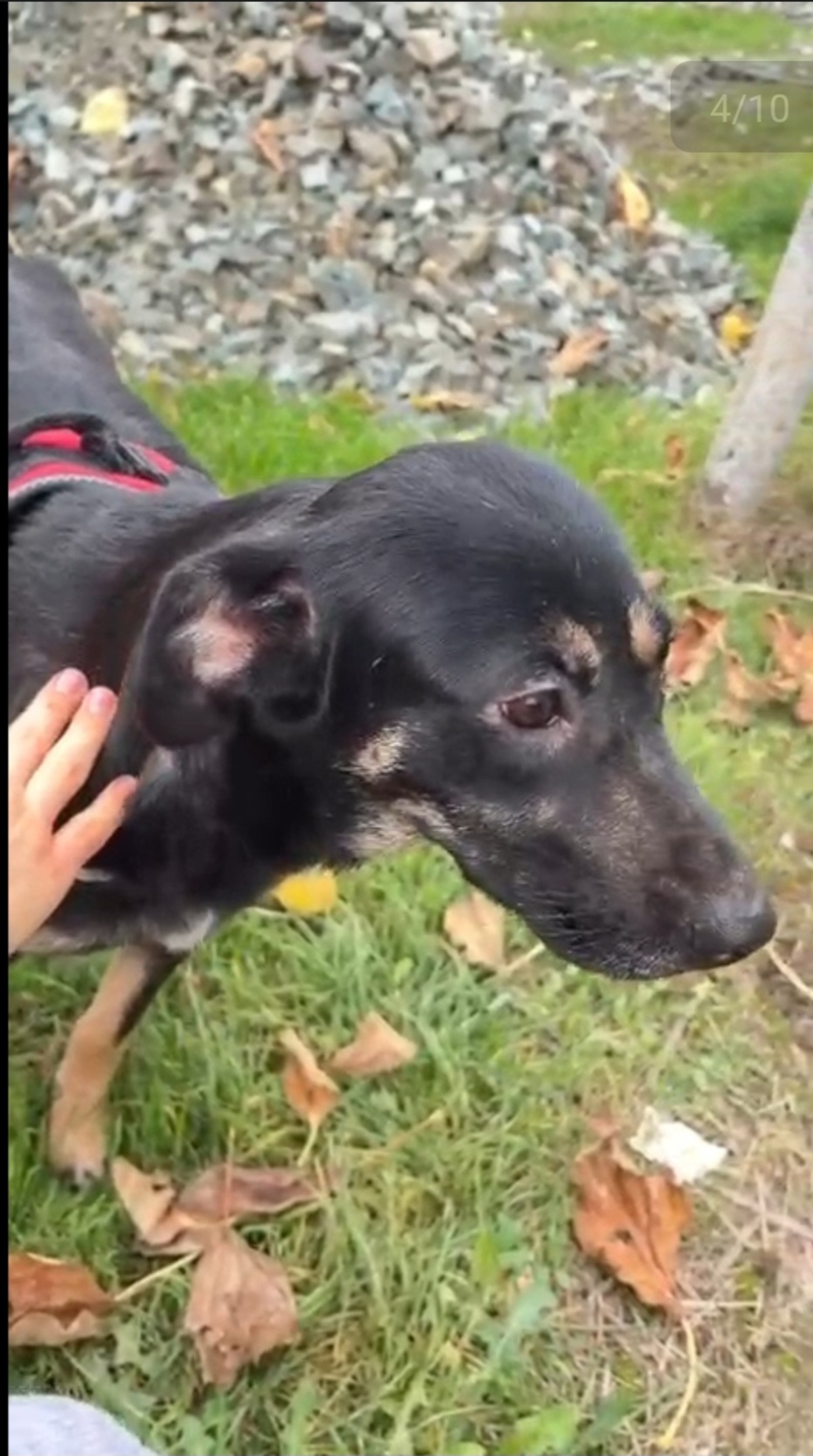 Adoption Luna