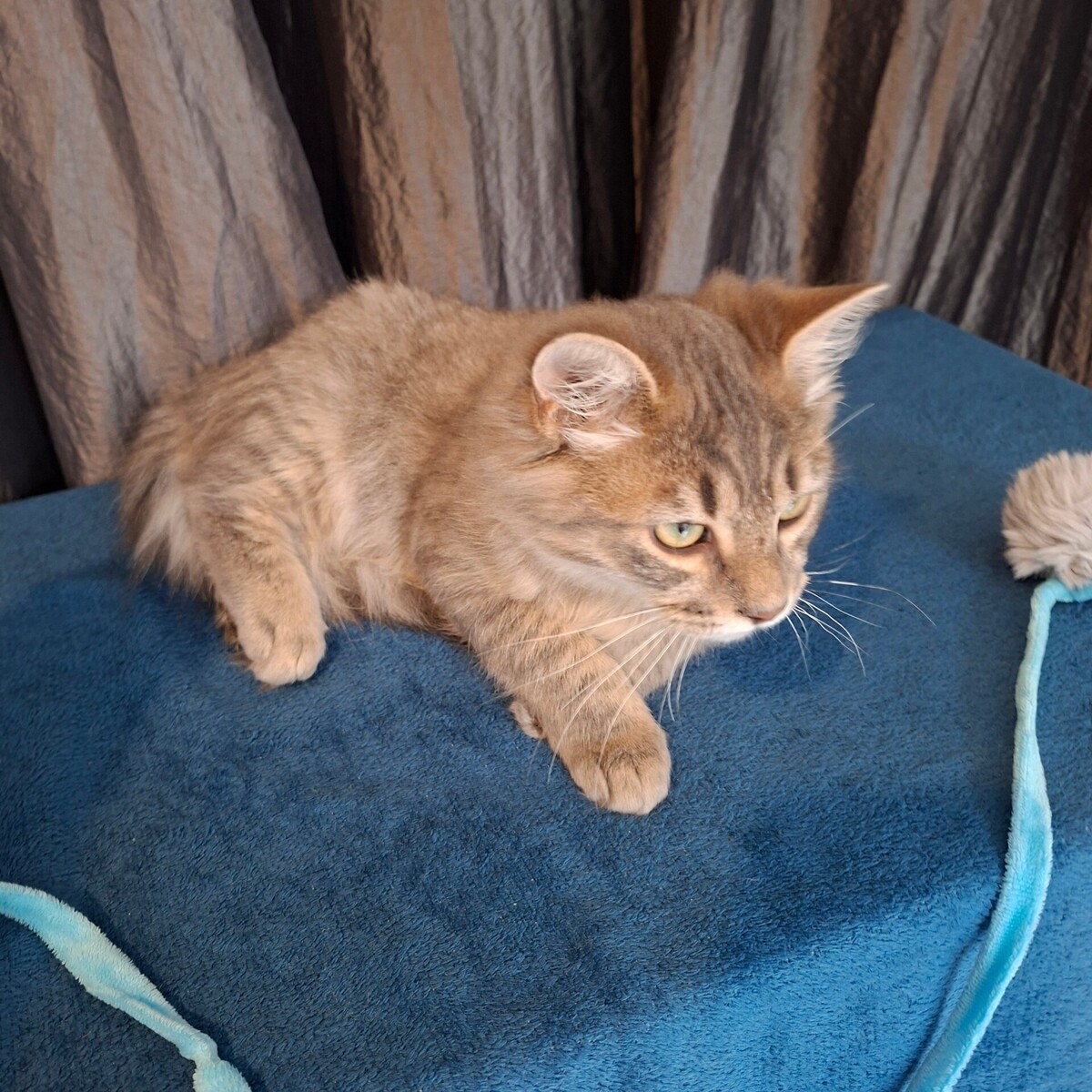 Adoption Yaos