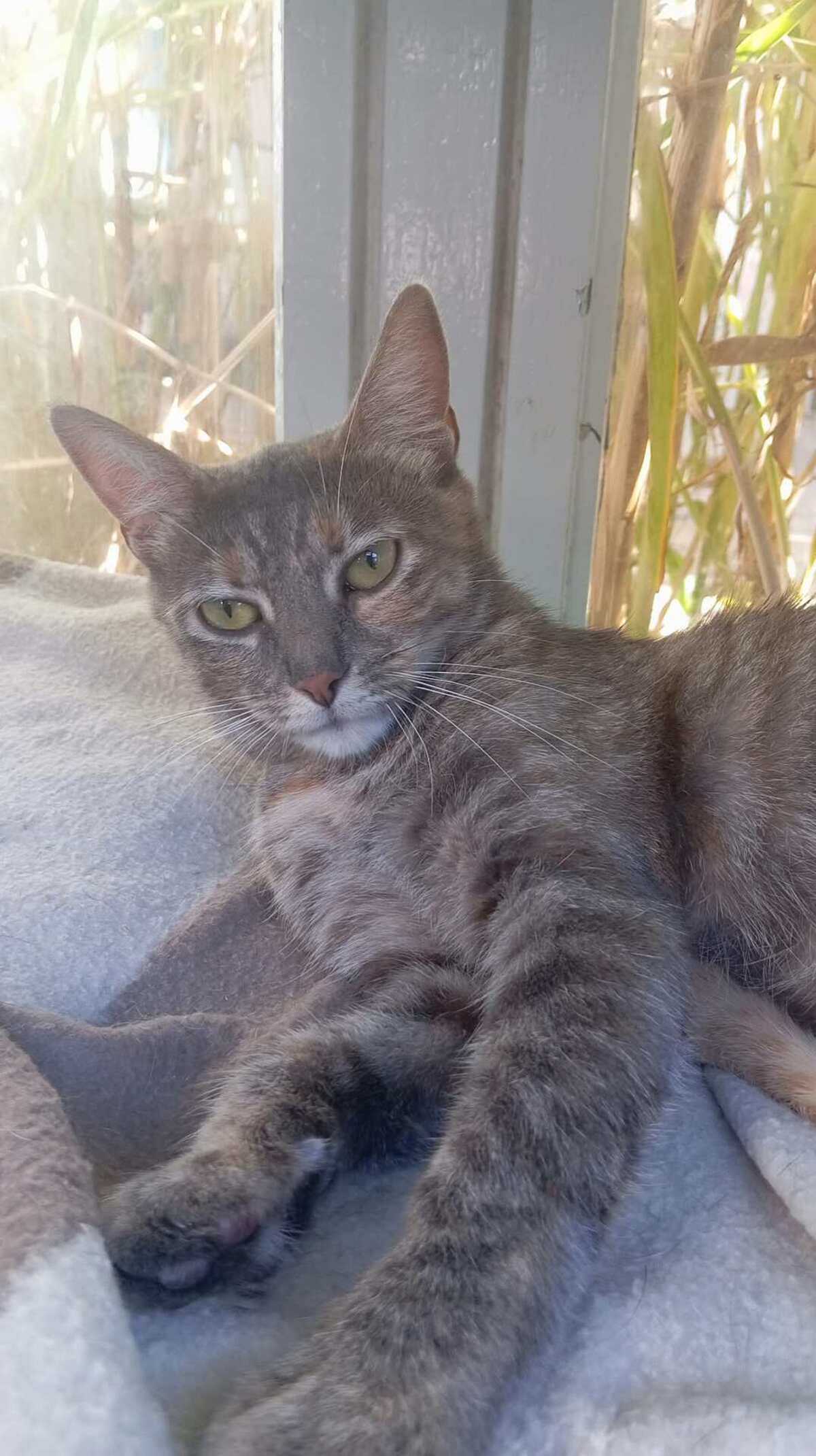 Adoption Gwena