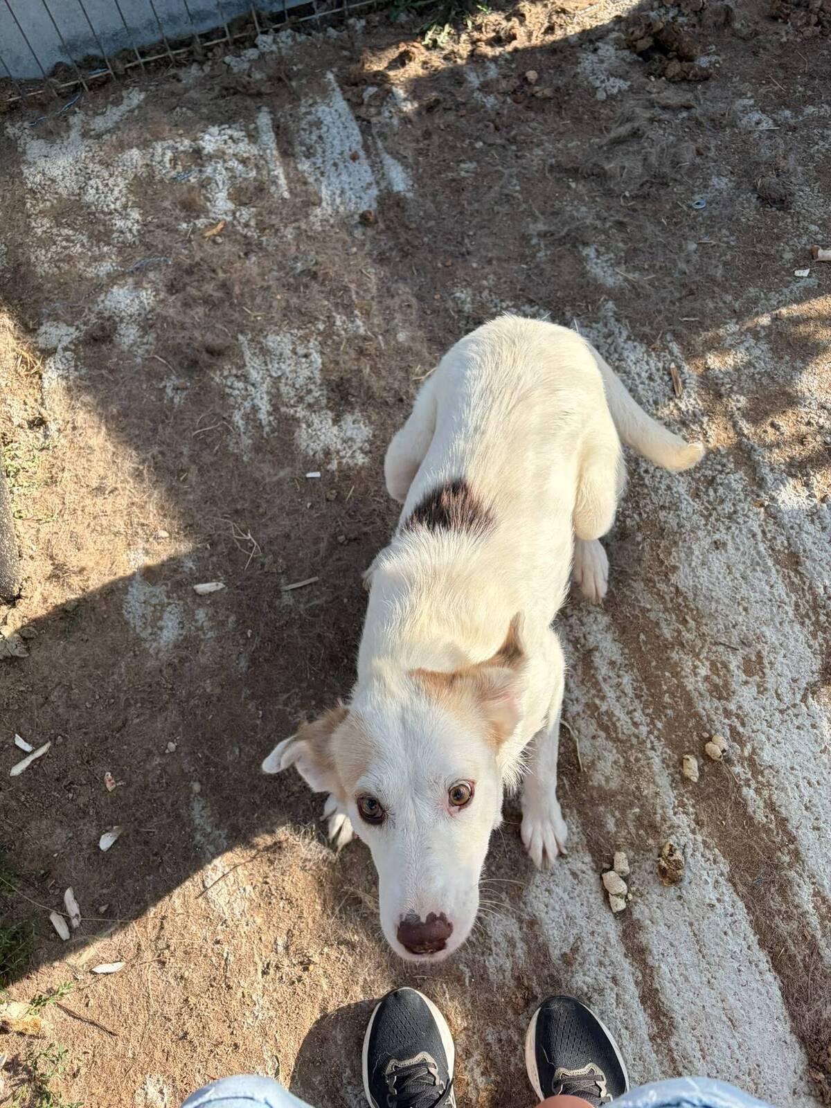 Adoption BELLE