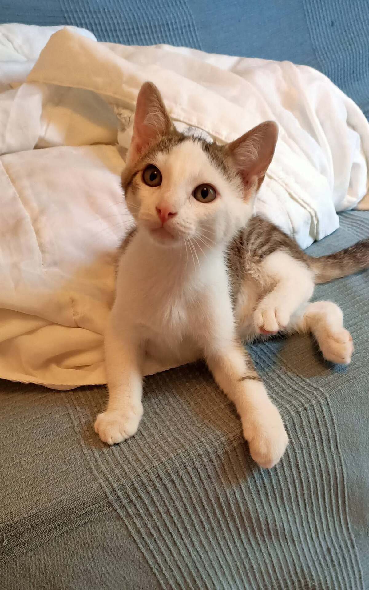 Adoption Brigand