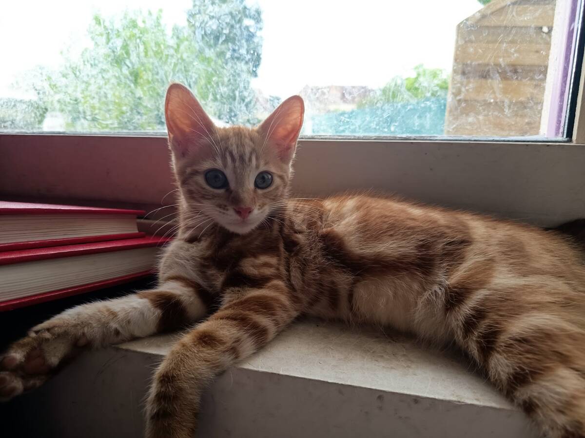 Adoption Spooky