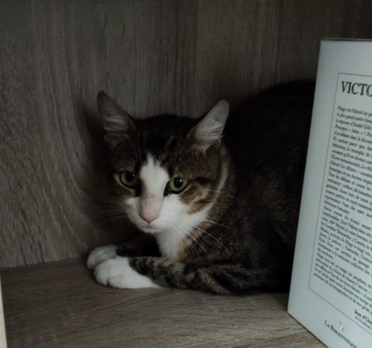 Adoption Zorro