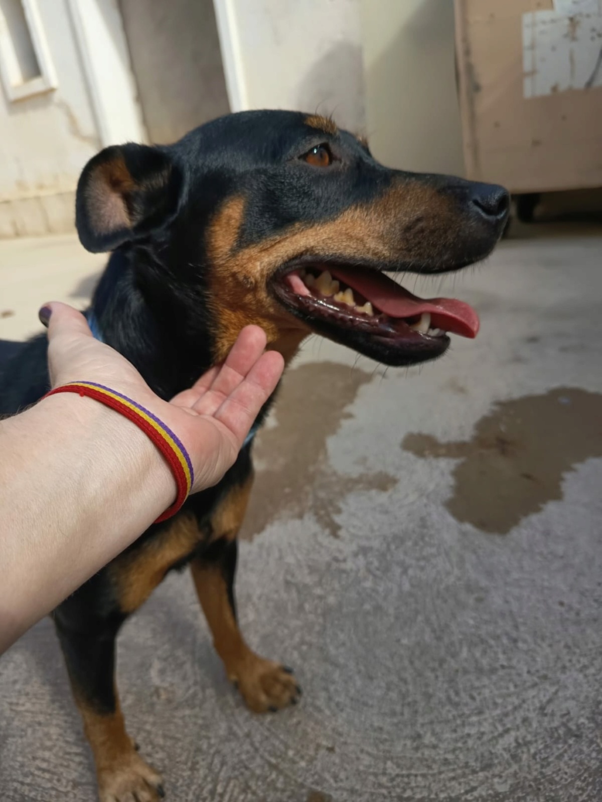 Adoption GALLETA
