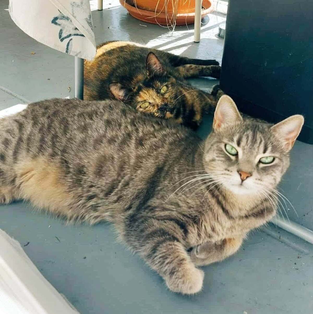 Adoption Indina
