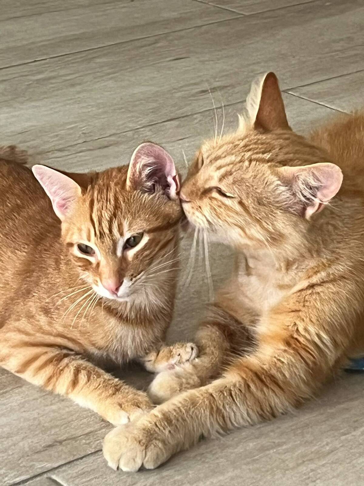 Adoption Caly
